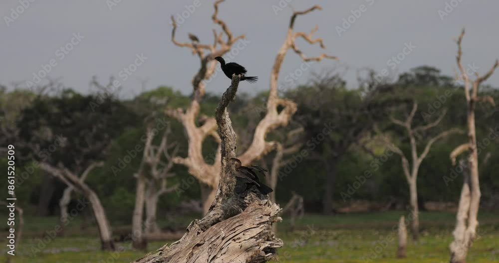 Black Bird Perched on Tree Stump in Yala National Park Black Bird Perched on Tree Stump in Yala National Park