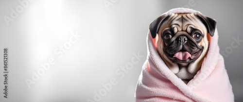 Banner with a pug wrapped in a pink terry towel on a grey background with space for text. Grooming, dog salon, dog products and accessories