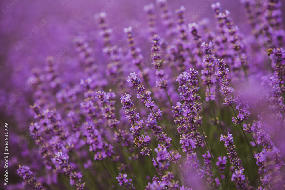 Field of lavender in the sunset light. Background with golden light. Purple lavender. Field of lavender in the sunset light. Background with golden light. Purple lavender.