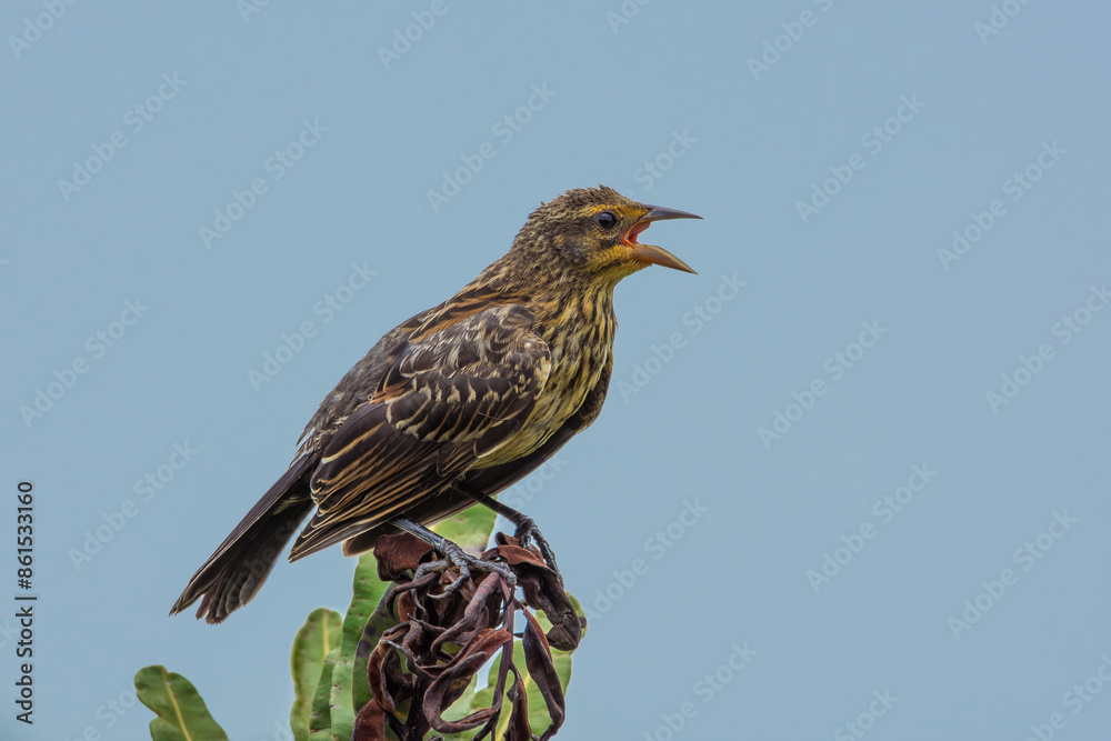 Fototapeta premium Red-winged Blackbird female perched on a leaf