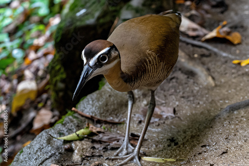 Jerdon's Courser in natural environment ultra-realistic photo photo