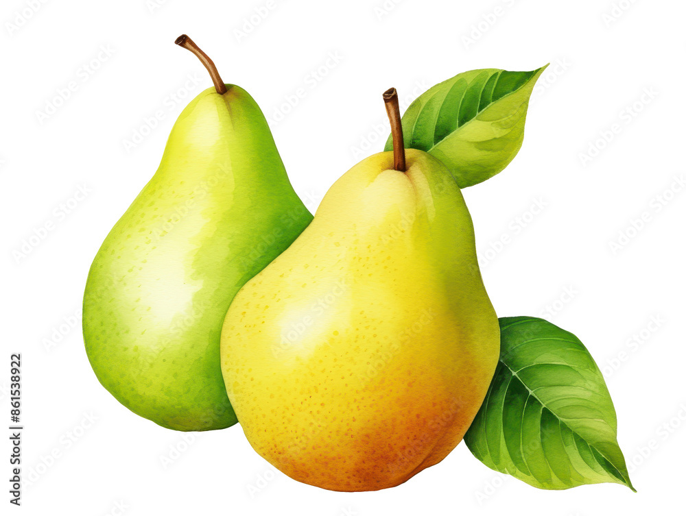 a watercolor of two ripe pears with leaves isolated on a transparent background. a watercolor of two ripe pears with leaves isolated on a transparent background.