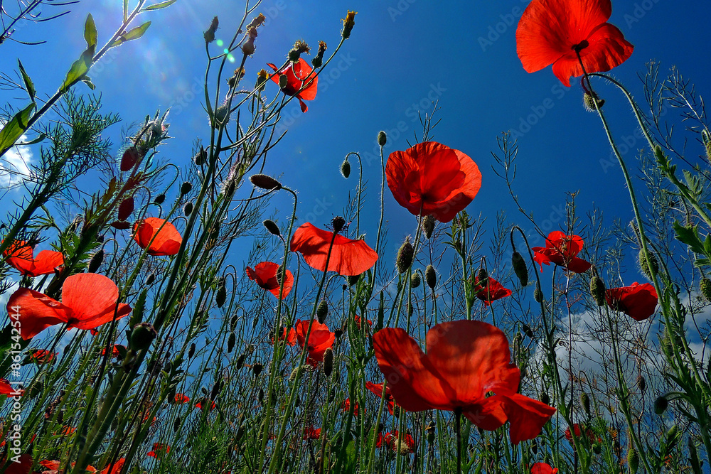 Obraz premium Beautiful field of red poppies against blue sky & sun light rays - Russia, Crimea. Wild scarlet poppy flowers in sunny day for landscape design. Macro of red beautiful poppies as card or wallpaper