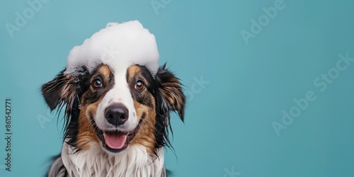 Wet Dog taking bath, shower In bathtub. Funny washing Australian Shepherd with shampoo foam on its head. Gray background. Cool mammal in grooming salon. Pet hygiene. Bathing Animals. Humorous banner