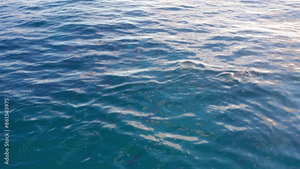 Dolphins swimming in ocean. Breathing and fins sticking out. Cute animals in natural environment