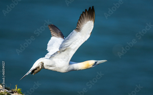 Northern Gannet, Morus bassanus, birds in flight over cliffs, Bempton Cliffs, North Yorkshire, England