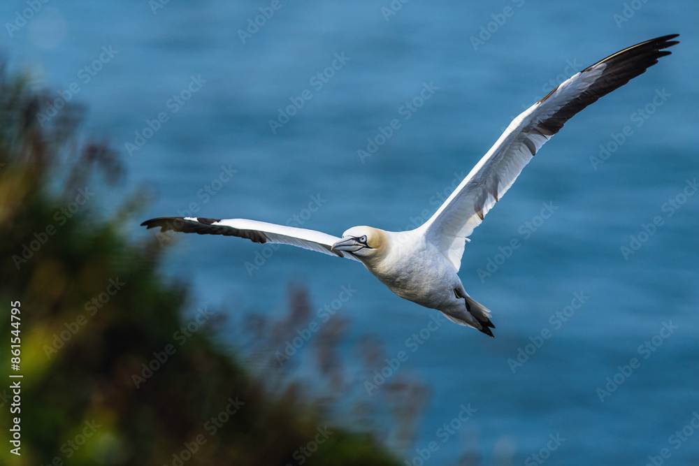 Northern Gannet, Morus bassanus, birds in flight over cliffs, Bempton Cliffs, North Yorkshire, England Northern Gannet, Morus bassanus, birds in flight over cliffs, Bempton Cliffs, North Yorkshire, England