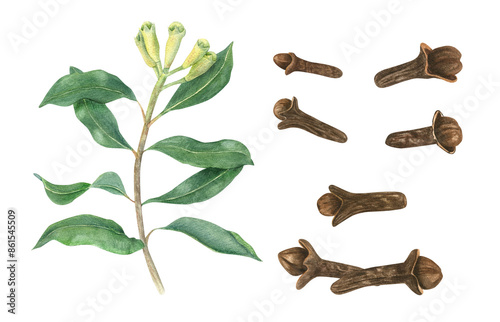 Foto Dried whole cloves and plant