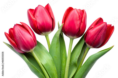 bouquet of red tulips with green leaves, isolated on a white background