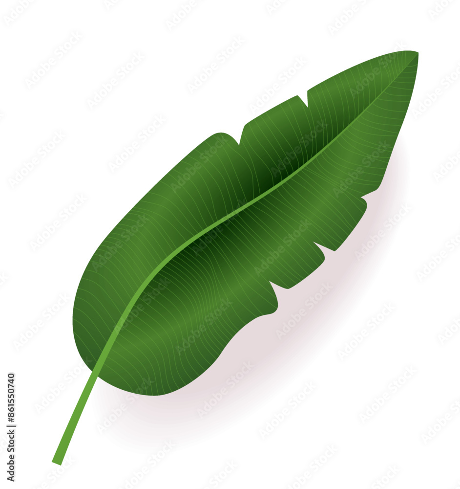 Fototapeta premium Green tropical banana leaf isolated on white background botanical nature foliage