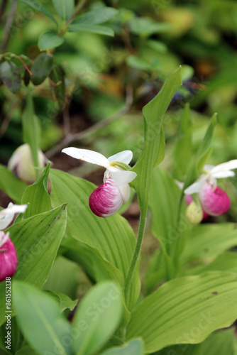 Side view of Showy Lady's slipper orchid blooms, North Yorkshire England
 photo