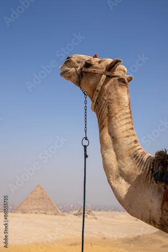 Camels in a colorful horse-clothes resting on the sand near to pyramids, Giza, Cairo, Egypt. Famous Great Pyramids.