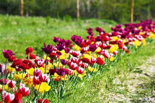 Tulipani ad Asciano, Senese, Toscana photo