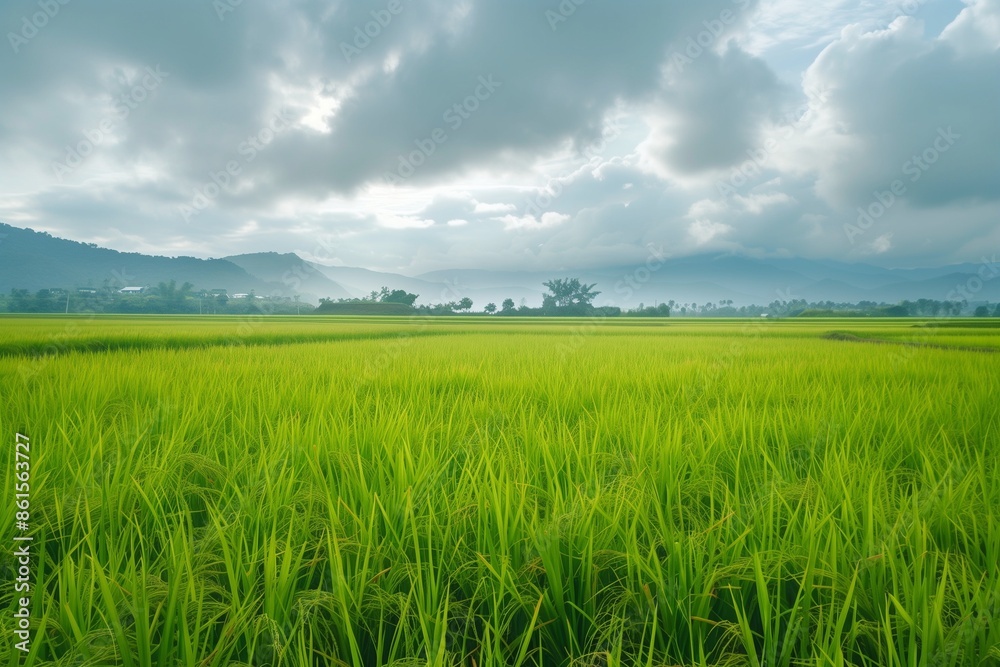 fertile rice fields in realistic by generative ai fertile rice fields in realistic by generative ai