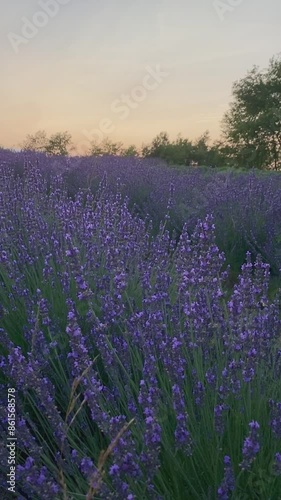 Close up of lavender flowers at sunset