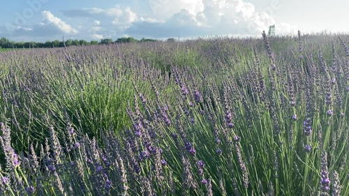 Close up of lavender flowers in a field in the countryside