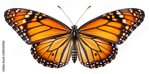 Beautiful monarch butterfly isolated on white background. Set of Big Monarch butterflies, isolated on white background. Tawny Coster (Acraea violae) Acraea terpsicore. photo