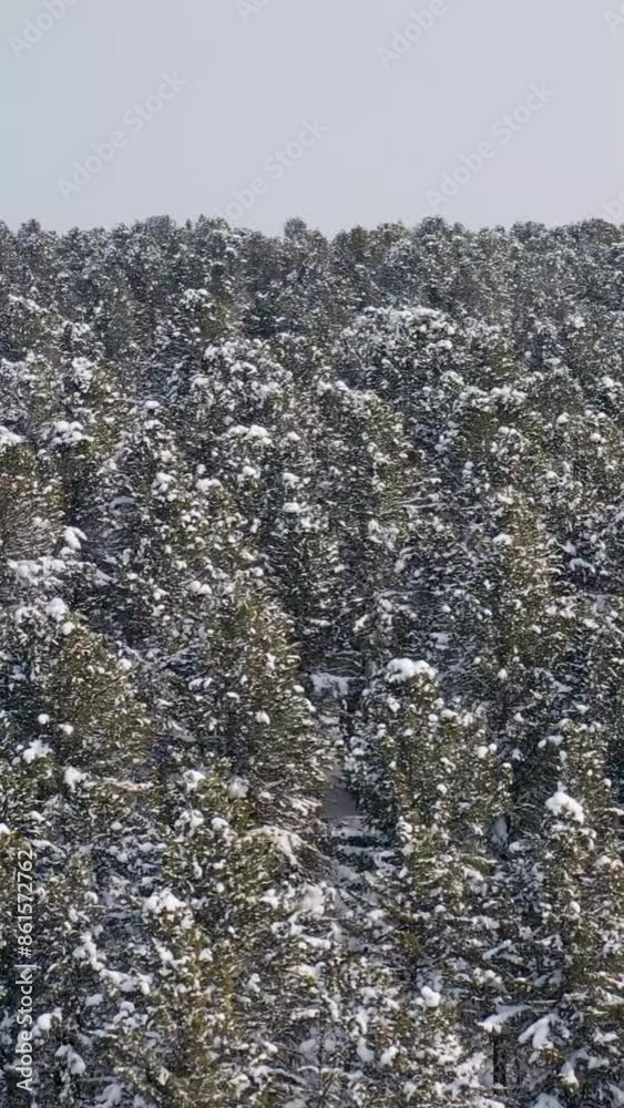 Aerial view of beautiful snow forrest during winter Aerial view of beautiful snow forrest during winter