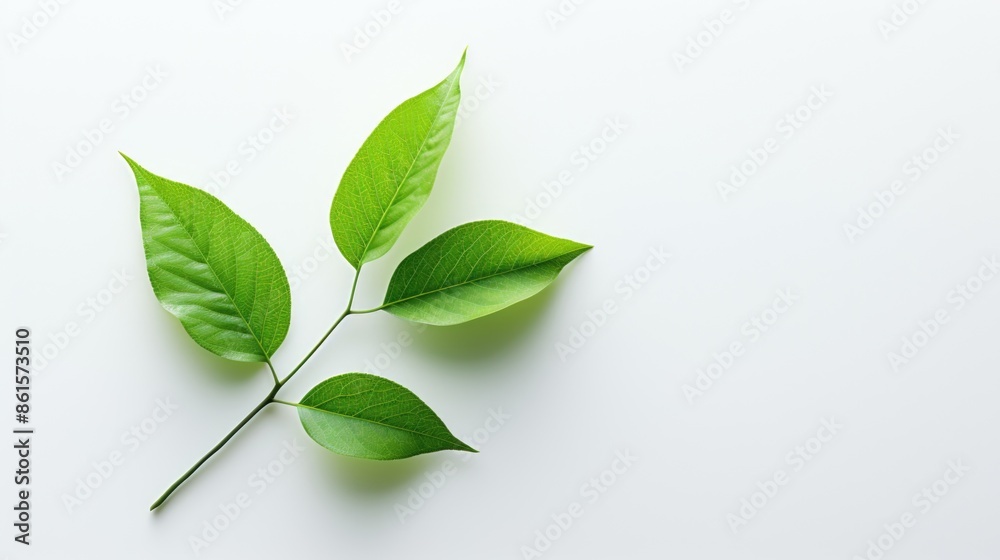 Fresh Green Leaf on White Background for Text Overlay. Fresh Green Leaf on White Background for Text Overlay.