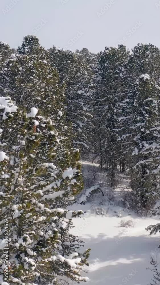 Aerial view of beautiful snow forrest during winter Aerial view of beautiful snow forrest during winter