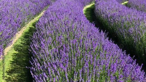 Curving rows of lavender flowers filled with bees on a sunny day