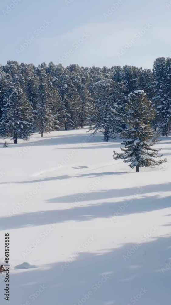 Aerial view of beautiful snow forrest during winter Aerial view of beautiful snow forrest during winter