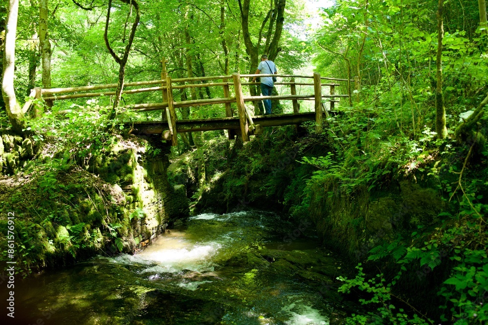 water bridge in the forest