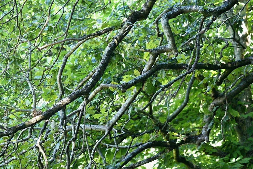 Fototapeta premium Wonderful nature in the Parque Biologico in Gaia, Porto - Portugal