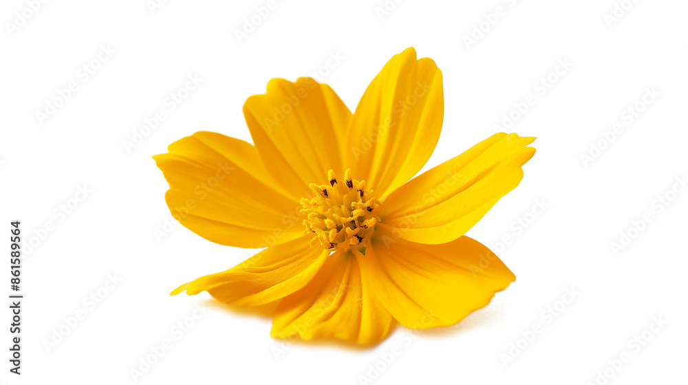 A single yellow flower isolated on a transparent background A single yellow flower isolated on a transparent background
