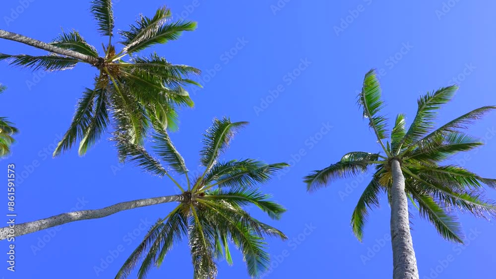 Street lined with Palm Trees. Slow Motion shot looking up. Sunny day blue sky in Los Angeles California Street lined with Palm Trees. Slow Motion shot looking up. Sunny day blue sky in Los Angeles California