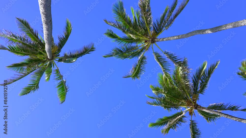 Camera looks up rows coconut trees bottom top view sun shining through branches blue sky Tropical Paradise. Wide Camera palm trees shot on sunny weather Camera looks up rows coconut trees bottom top view sun shining through branches blue sky Tropical Paradise. Wide Camera palm trees shot on sunny weather