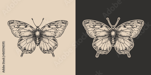 Vintage retro engraving woodcut style sketch draw paint of butterfly insect animal illustration