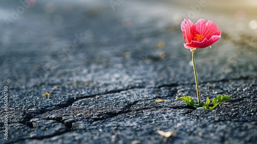 beautiful flower growing out of crack in asphalt hope