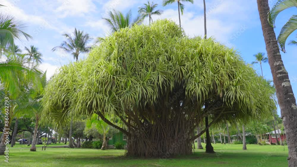 Hawaii Tree Roots Most famous banyan trees of Hawaii. Tree with huge roots. large ...