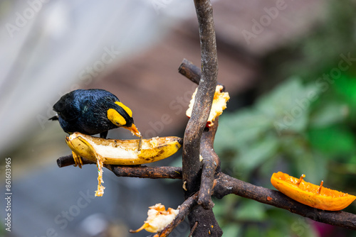 Mino dumontii in zoo park photo