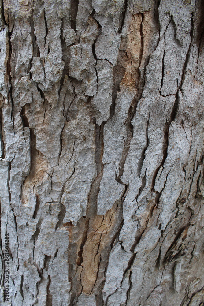 Textured Bark - Tree in Switzerland Textured Bark - Tree in Switzerland