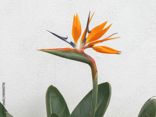 Strelitzia or bird of paradise flower head and leaves on the white wall background photo