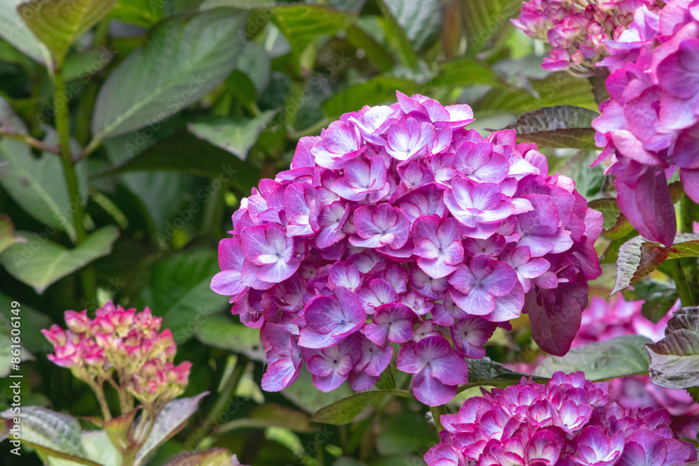 Hydrangea macrophylla white flowers with purple margins Hydrangea macrophylla white flowers with purple margins