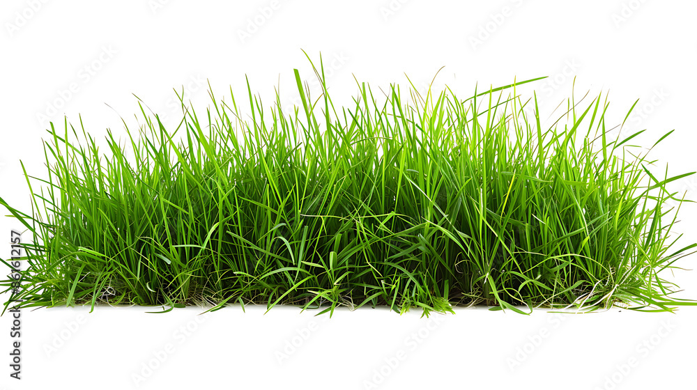 Green Grass Trimmed Isolated on White Background – Perfect for Lawn Care, Landscaping, and Garden Design Projects. Green Grass Trimmed Isolated on White Background – Perfect for Lawn Care, Landscaping, and Garden Design Projects.