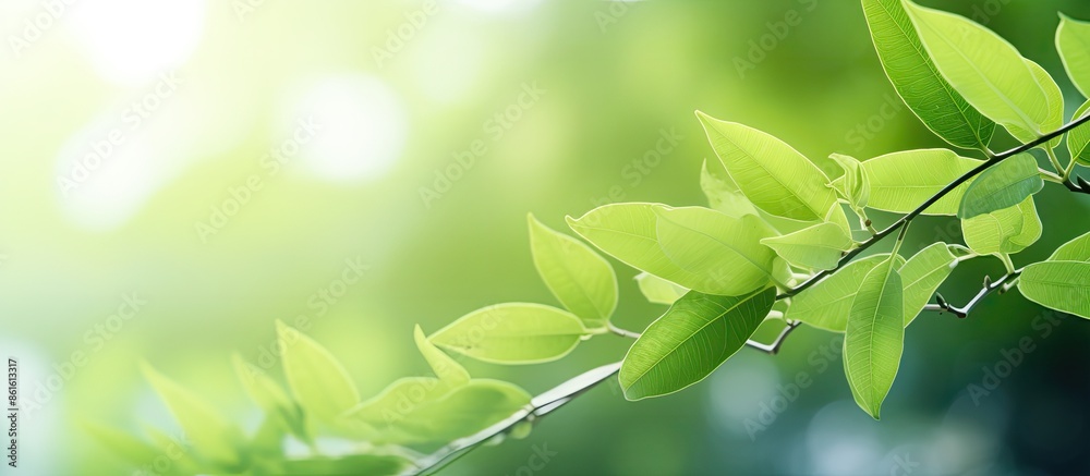 Fresh green leaf in garden with a blurred greenery background for a natural, ecological theme with copy space image. Fresh green leaf in garden with a blurred greenery background for a natural, ecological theme with copy space image.