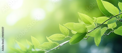 Fresh green leaf in garden ...