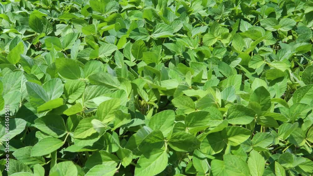 Field of vibrant green soybean plants thriving under the summer sun Field of vibrant green soybean plants thriving under the summer sun