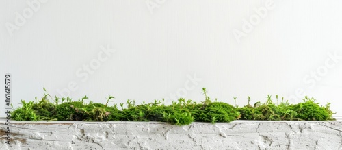 Icelandic stabilized moss i...