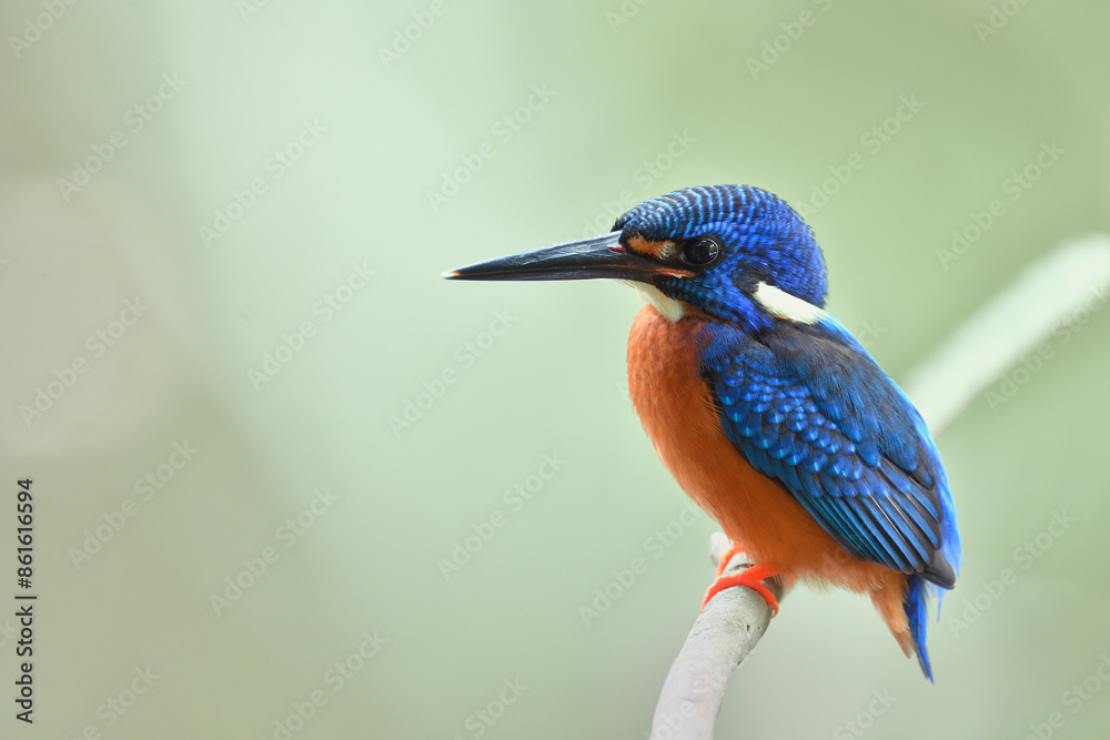 Fototapeta premium velvet blue bird with dark brown chest nicely perching on wooden over soft background, blue-eared kingfisher