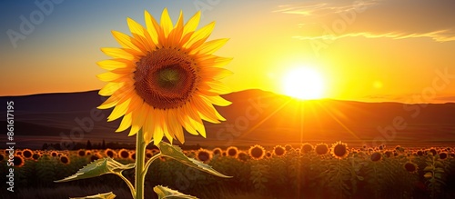 A sunflower in a field at s...