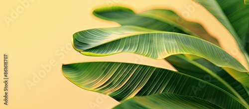Banana Leaf Isolated on pas...