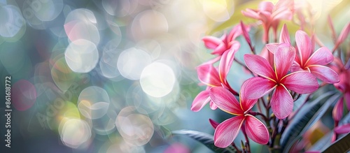Stunning red plumeria rubra flower with a beautiful, vibrant appearance in focus in a copy space image.