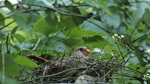 A female northern cardinal or red cardinal (Cardinalis cardinalis) in the nest.