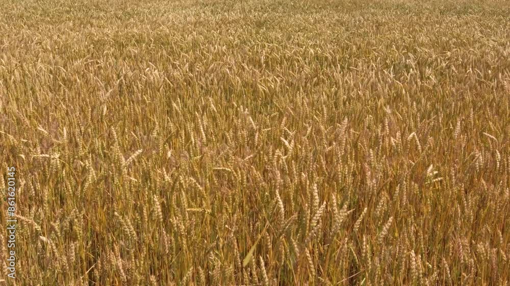Golden wheat field swaying in the summer breeze, creating a mesmerizing spectacle of nature's bounty Golden wheat field swaying in the summer breeze, creating a mesmerizing spectacle of nature's bounty