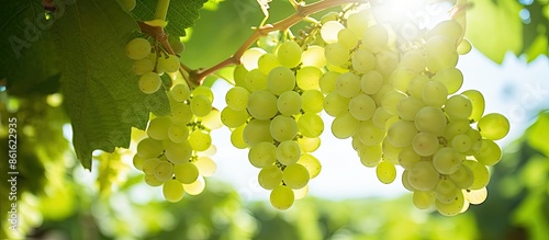 Green grapes on the vine un...